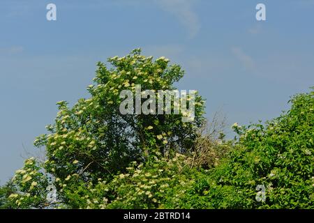 Blühende Ältere Sträucher auf einer Wiese an einem sonnigen Tag mit klarem blauen Himmel - Sambucus nigra Stockfoto