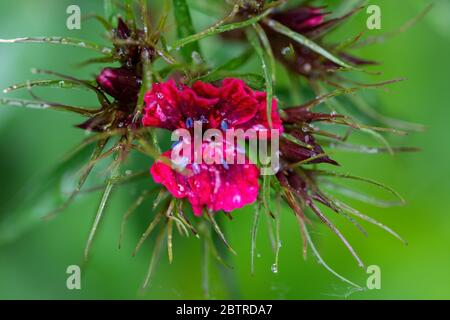 Dianthus chinensis Blume roten Hintergründen blühen im Frühling im Garten. Dianthus gratianopolitanus Stockfoto