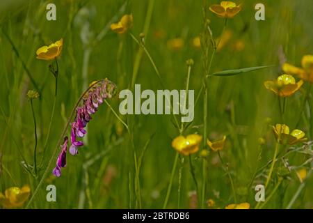 Schöne helle lila behaarte Vetch Blüten und gelbe Butterblume Blüten in einem üppigen grünen Feld, selektive Fokus mit Bokeh Hintergrund. Vicia villosa Stockfoto
