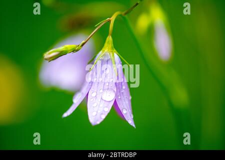 Makro Nahaufnahme von blau lila rosa Campanula rapunculoides kriechende Rampion Glockenblume Wiese Glocke Blume Pflanze Zweig Stockfoto