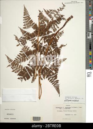 Dryopteris carthusiana Villars HP Fuchs. Stockfoto