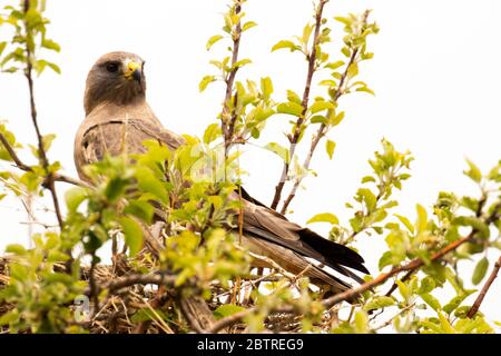 Swainson's Hawk (Buteo swainsoni) auf Nest in der Nähe von Cow Lakes, Malheur County, Oregon Stockfoto