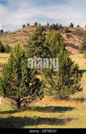 WESTERN Wacholder (Juniperus occidentalis) Hang, Chukar Park Erholungsgebiet, Vale District Bureau of Land Management, Oregon Stockfoto