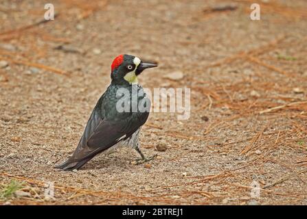 Acorn Woodpecker (Melanerpes formicivorus lineatus) Erwachsene Frau auf dem Boden stehend El Picacho NP, Tegucigalpa, Honduras Februar 2016 Stockfoto