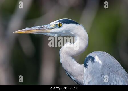 African Grey Reiher Nahaufnahme vom Lake Naivasha Stockfoto