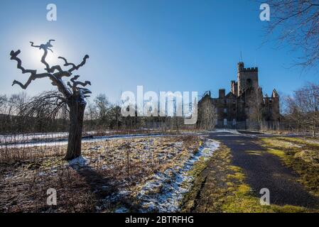 Knorrter toter Baum im Boden des Hartwood Hospital in der Nähe von Shotts, Schottland. Stockfoto