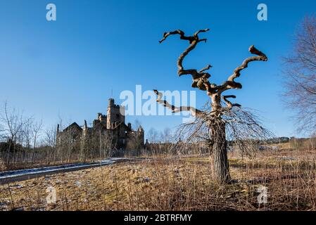 Knorrter toter Baum im Boden des Hartwood Hospital in der Nähe von Shotts, Schottland. Stockfoto