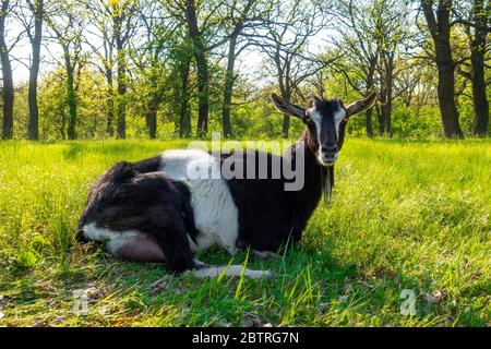 Schwarz-weiß gefleckte Ziege auf dem grünen frischen Gras liegend. Sommerwiese und Haustieres darauf, ländliche Szene. Stockfoto