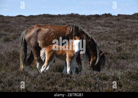 Wildes Pony und Fohlen auf dem langen Mynd Hügel in Shropshire Wildpferde Stockfoto