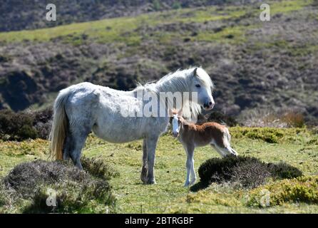 Wildes Pony und Fohlen auf dem langen Mynd Hügel in Shropshire Wildpferde Stockfoto