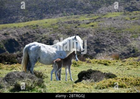 Wildes Pony und Fohlen auf dem langen Mynd Hügel in Shropshire Wildpferde Stockfoto