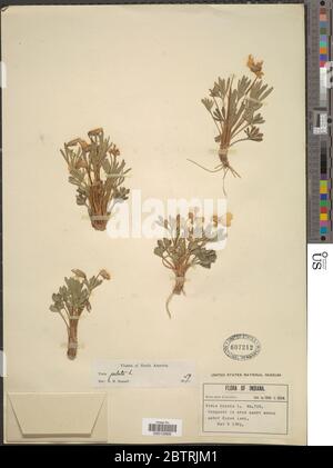 Viola pedata L. Stockfoto