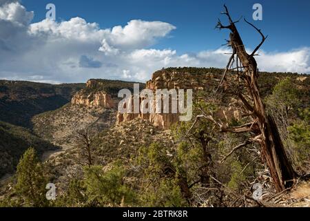 CO00266...COLORADO - Blick auf den Fichte Canyon vom Petroglyph Point Trail im Mesa Verde Nationalpark. Stockfoto