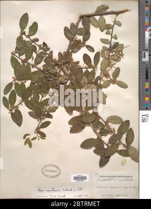 Ilex vomitoria Aiton. Stockfoto