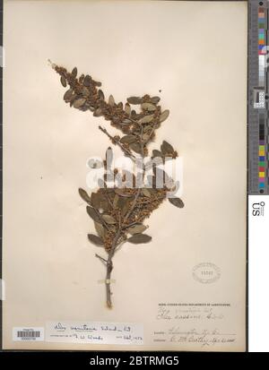 Ilex vomitoria Aiton. Stockfoto