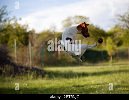 Murphy-Jack Russell mit 2 Jahren und seinem Lieblingsspielball Stockfoto