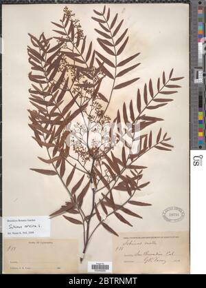 Schinus molle L. Stockfoto