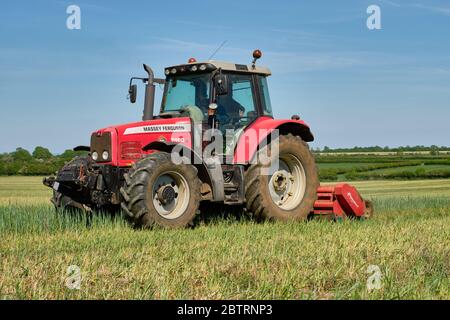 Red Massey Ferguson 7480 Dyna-VT Traktor und Kverneland Schlegelmäher mähen oder Belag Gras in einem Feld Stockfoto