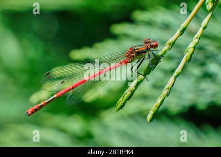 Nahaufnahme der großen roten Damselfliege Pyrrhosoma Nymphula, die im Frühsommer auf grüner Vegetation ruht Stockfoto