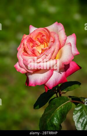 Schöne Rose mit einer Mischung aus roten und rosa Blütenblättern Stockfoto