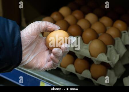 Nahaufnahme einer männlichen Hand in einem schützenden Gummihandschuh, der ein Hühnerei hält Stockfoto