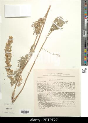 Artemisia absinthium L. Stockfoto