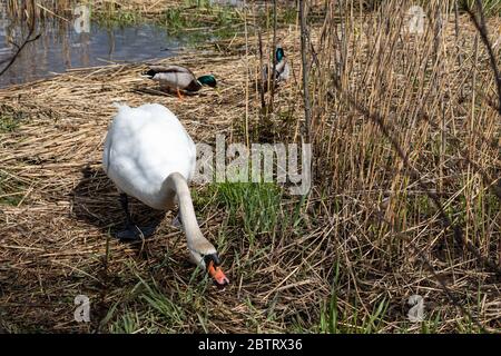 Stumme Schwan (Cygnus olor) beim Essen in der Töölönlahti Bucht mit zwei Drachen im Hintergrund in Helsinki, Finnland Stockfoto