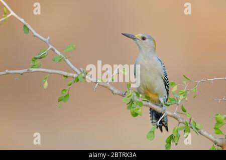Golden-fronted Woodpecker (Melanerpes aurifrons) on Branch in South Texas, USA Stockfoto