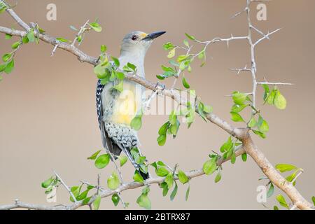 Golden-fronted Woodpecker (Melanerpes aurifrons) on Branch in South Texas, USA Stockfoto