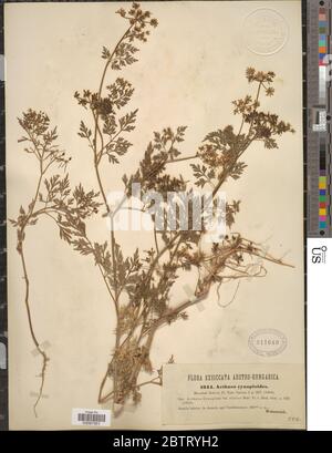 Aethusa cynapium L. Stockfoto