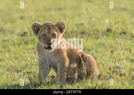 Niedliches Löwenbaby im wilden Maasai Mara Reserve in Kenia Stockfoto