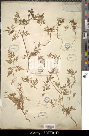 Aethusa cynapium L. Stockfoto