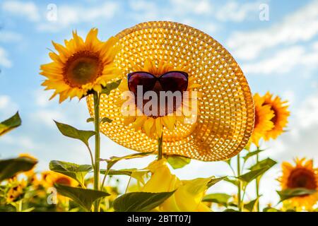 Blühende Sonnenblume in Sonnenbrille Schal und Strohhut wächst im Sommerfeld. Sommerurlaub Stockfoto