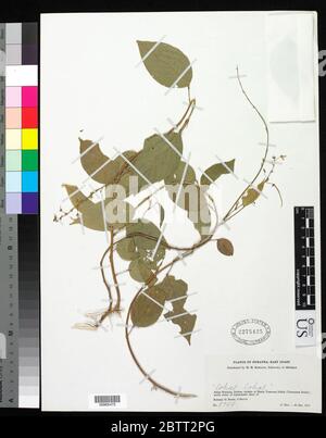 Desmodium sp. Stockfoto