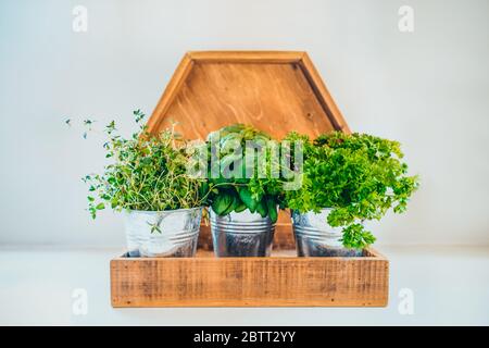 Bio, hausgemachter Basilikum, Petersilie und Thymian Kräuter in Töpfen in der Küche in Holztablett-Pflanzgefäß. Home Pflanzung und Lebensmittel wachsen. Nachhaltiger Lebensstil Stockfoto