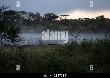 Am frühen Morgen liegt Nebel, während die Dämmerung über dem Zimanga Private Game Reserve in Mkuze, Kwazulu Natal, Südafrika bricht. Stockfoto