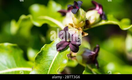 Ein Makrofoto der dunklen Blüten eines Pittosporum-Busches. Stockfoto