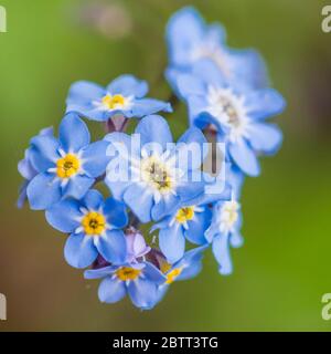 Ein Makroschuss eines Clusters von Forget Me Not Blooms. Stockfoto