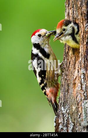 Mittelfleckspecht Fütterung junge Küken auf einem Nest in Baum in der Sommer-Natur Stockfoto