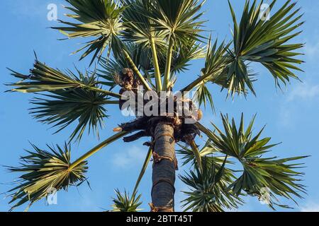 Vairan Neelam klettert auf einen palmyra-Baum, um Toddy, den saft aus dem Baum, in Jaffna, Sri Lanka zu erhalten. Menschen, die diese Arbeit tun, müssen Lizenzen erhalten, um den Toddy verkaufen zu können. Neelam hat Toddy in den letzten acht Jahren extrahiert und verkauft. (Vijayatharsiny Vijayakumar, GPJ Sri Lanka) Stockfoto