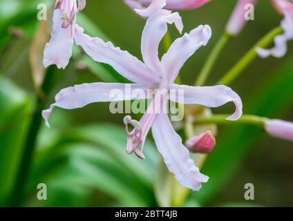 Ein Makrofoto von einigen weißen nerine Blüten. Stockfoto