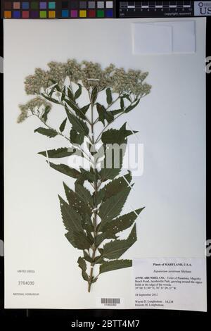 Eupatorium serotinum Michx. Stockfoto