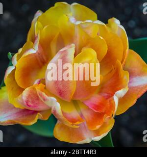 Ein Makrofoto von Tulpe Foxy Foxtrot. Stockfoto