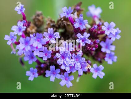 Eine Makroaufnahme von einigen Eisenkraut buenos aires Blüten. Stockfoto