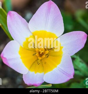 Ein Makrofoto von Tulpe Flieder Wunder. Stockfoto