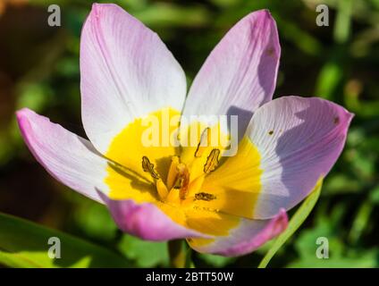 Ein Makrofoto von Tulpe Flieder Wunder. Stockfoto