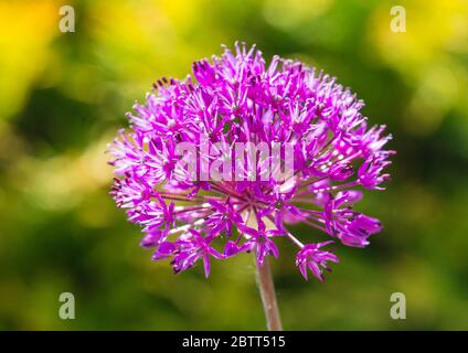 Eine Makroaufnahme einer hellvioletten Empfindung Blüte. Stockfoto