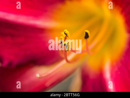 Eine Makroaufnahme eines daylily Chicago kirsche Blüte. Stockfoto