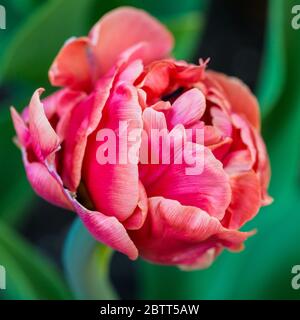 Eine Makroaufnahme eines Tulip-Kupferbildes. Stockfoto