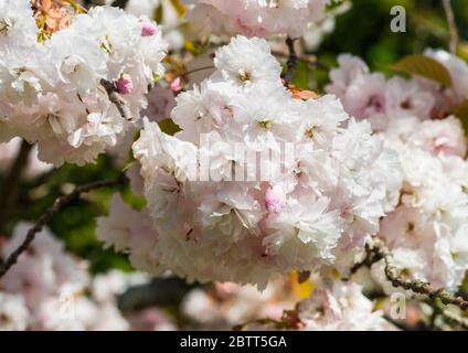 Eine Makroaufnahme von cherry tree blossom. Stockfoto